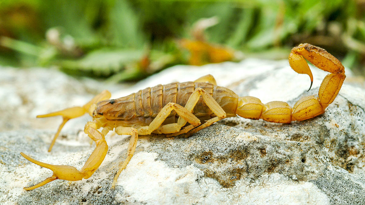 Golden outlets Scorpion