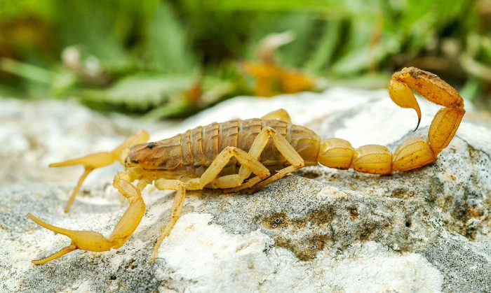 Edible Manchurian Scorpions | EntoBlog