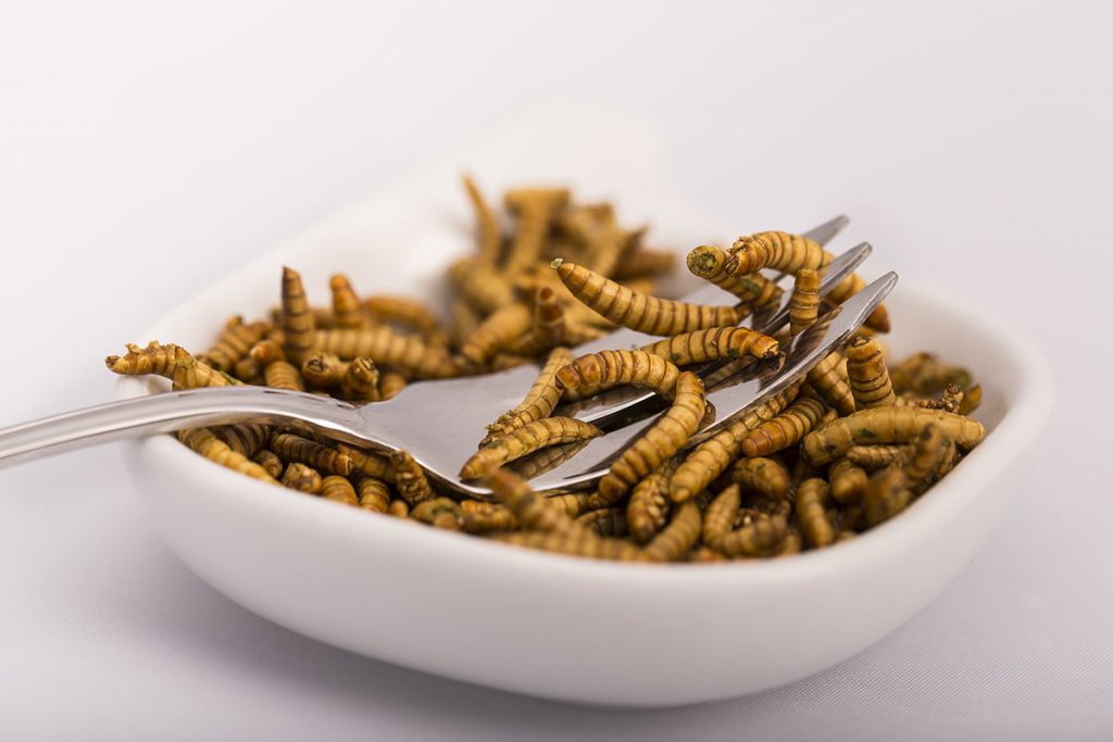 eating-mealworms-entoblog