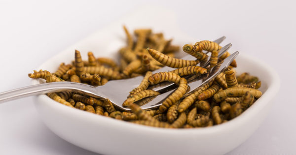 Eating Mealworms | EntoBlog