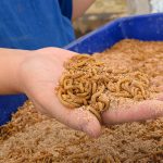 download raising mealworms